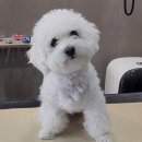 우한수 애견미용실 이미지