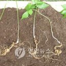 산삼정 이미지