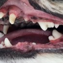 판교 행복한 동물병원 | 강아지 스케일링 <판교행복한동물병원>