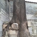 캄보디아 씨엠립 앙코르와트,타 프롬 사원에만 있는게 아니다.창경궁 뜰의 느티나무와 석축(계단돌) 돌,돌과 나무의 융화 이미지