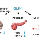 비만약의 최강자 "위고비" 이미지