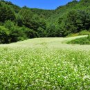 봉평메밀숲 이미지