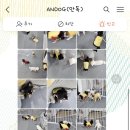 안독(Andog) 네이버블로그