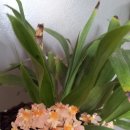 환타지아 이미지