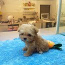 퍼피슈가 이미지