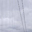 예당흑염소 이미지