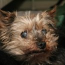 멍멍이가 있는 집 이미지