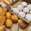 빛고을애견샵 이미지