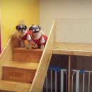 4u동물메디컬센타 이미지