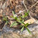 천수골농장6 | {성남 과천 의왕 서울} 진달래 개화 청계산 정토사(옛골) 코스 이수봉~석기봉~망경대~매봉 연계산행...