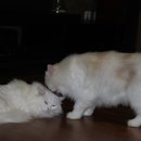 그루밍 나나 이미지