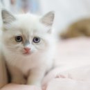 도그마루 강아지고양이 안산점 이미지