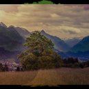 대한리트리버 이미지