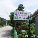 청산 블루베리 이미지