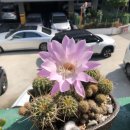 보성운수(주) | 220606-0612 현충일 운수좋은날 개교기념일 비 온 뒤에 땅이 굳는다