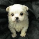 화이트애플 이미지