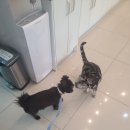 카우만 동물병원 이미지