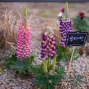 힐링정원 이미지