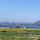 푸른 물결의 향연: 2025 제14회 가파도 청보리축제 완전 정복