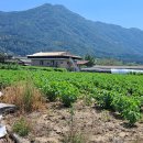 충남 논산시 상월면 2차선접한 토지 매매(전 970㎡, 매1억5천) 이미지