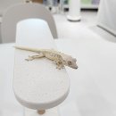 전남환경 | 전남 영광 파충류샵 낙찌네도마뱀 방문후기 크레스티드게코 전문