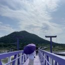 신안 퍼플섬 가는법 리뷰 /무료입장 꿀팁