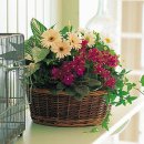 머리향기 이미지