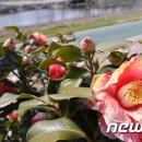 온천천시민공원 동백 이미지