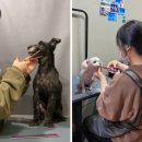 댕댕이이발관 이미지