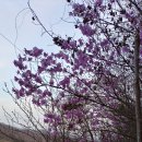 산위에 사과