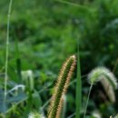 강아지풀 이미지