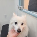 모니카애견 이미지