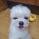 송도멍멍이발소 이미지