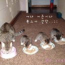 먹고합시다 이미지