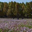 핑크파크 이미지