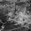 gc-camera-049 이미지