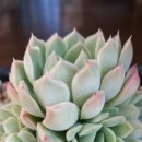 순풍농장 이미지