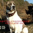 챔피언 애견농장 이미지