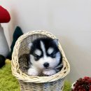 테일러퍼피 이미지