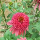 얼큰이짬뽕 이미지