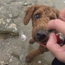 5959애견동반펜션 이미지