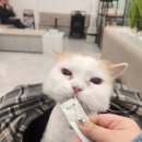 나의 집사 이미지