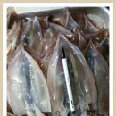 산오징어 이미지