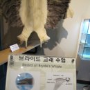 장생포고래박물관