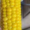 🌽제주도 초당옥수수 시~~작 이미지