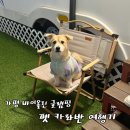 몽실방 | 몽실ฅ 애견동반숙소: 가평 바이올린글램핑 펫카라반 후기
