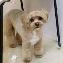 코코 SALON 이미지