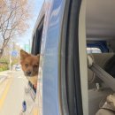 지에스25장항레이크점 | 벚꽃놀이와 함께 시도해본 몇가지 편의점 간식과 코스트코 카이막 리뷰