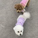 에이프릴펫 이미지