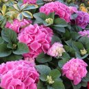 오일시시장 이미지